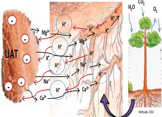 Gambar 17. Ilustrasi pertukaran kation dalam tanah (Wahyudi,2013)