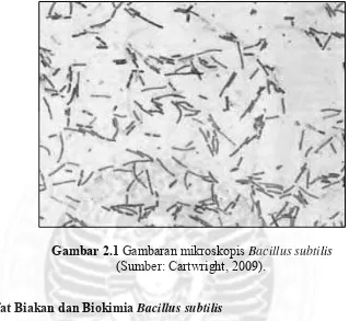 Gambar 2.1 Gambaran mikroskopis Bacillus subtilis 