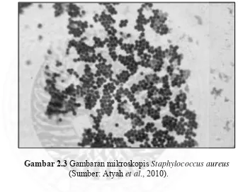 Gambar 2.3 Gambaran mikroskopis Staphylococcus aureus 