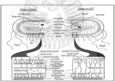 Gambar 5.1 Struktur dinding sel bakteri Gran negatif dan Gram positif. (Sumber: Boa, 2009) 