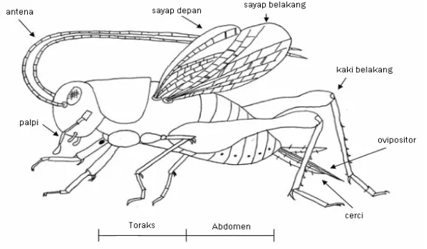 Gambar 2.  Anatomi Jangkrik (www.repvet.co.za, 2006) 