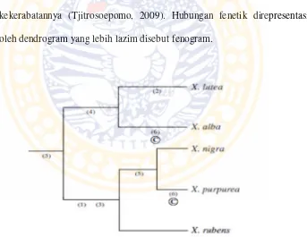 Gambar 1 Contoh bentuk fenogram (Sumber : Simpson, 2006) 