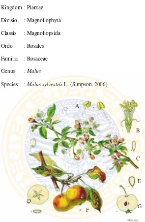 Gambar 2 Morfologi apel ( Malus sylvestris L.) A. Benang sari (organ reproduksi jantan) dari bunga apel; B
