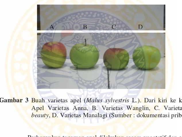 Gambar 3 Buah varietas apel (Malus sylvestris L.). Dari kiri ke kanan A. 