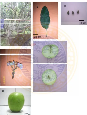 Gambar morfologi eksternal apel (Malus sylvestris L.) varietas Wanglin 