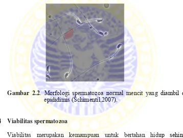 Gambar 2.2. Morfologi spermatozoa normal mencit yang diambil dari 