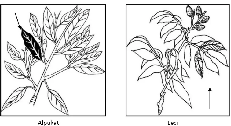 Gambar 4: Sampel daun yang diambil untuk analisis pada tanaman Alpukat dan Leci. 