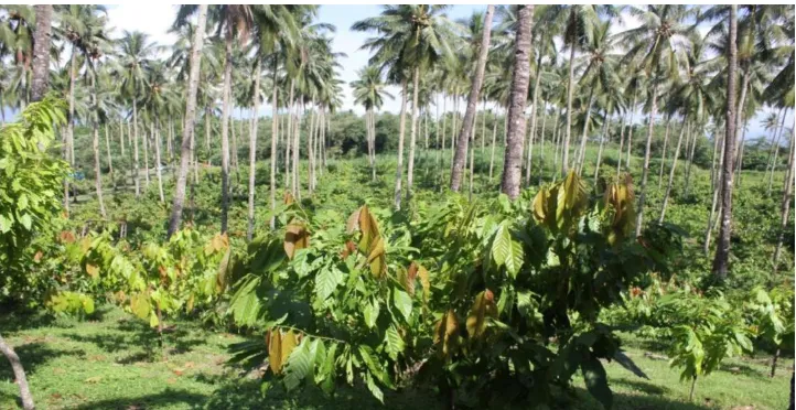 Gambar 1. Diversifikasi Horizontal Kelapa – Kakao di Kebun Percobaan Kayuwatu, Balai Penelitian Tanaman Palma