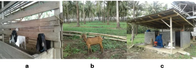 Gambar 2. Intergrasi pertanaman kelapa dan ternak kambing. Saat kambing di dalam kandang (a); saat kambing mencari hijauan pakan di bawah tegakan pertanaman kelapa (b); tempat pengolahan kotoran kambing sebagai pupuk organik (c)