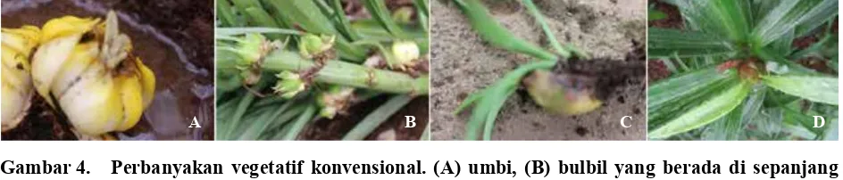 Gambar 4.  Perbanyakan vegetatif konvensional. (A) umbi, (B) bulbil yang berada di sepanjang 