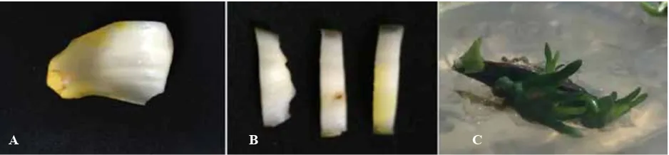Gambar 5.  Perbanyakan dengan menggunakan sisik asal lapang secara in vitro. (A) sisik asal umbi lapang, (B) sisik yang diiris tipis, dan (C) irisan sisik yang sudah tumbuh tunas