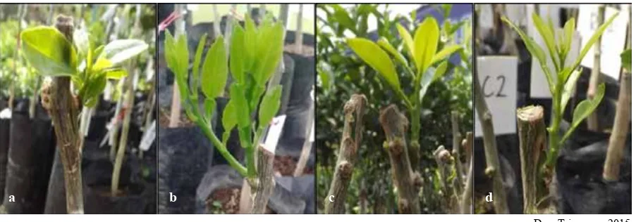 Gambar 5.  Pertumbuhan mata tunas jeruk 28 hari setelah penyemprotan ZPT. (a) rootone-F, (b) giberelin,  (c) bawang merah, dan (d) air kelapa muda