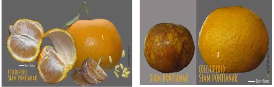 Gambar 3. Karakter buah siam Pontianak colchiploid saat masakGambar 4. Perbandingan ukuran buah siam Pontianak colchiploid dibandingkan tetua siam Pontianak