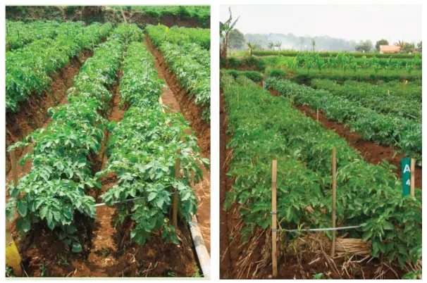 Gambar 6. Sistem Tanam Kentang Baris Tunggal (kiri) dan Sistem Baris Ganda (kanan) (sumber : https://balitsa.litbang.pertanian.go.id/)