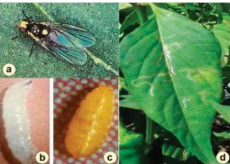 Gambar 20. Contoh serangan pada Daun