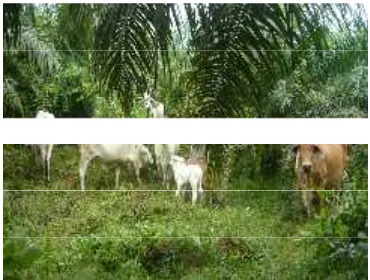 Gambar 2.Sapi yang digembala di perkebunan kelapasawit yang berumur enam tahun
