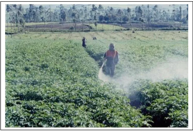 Gambar 1. Proses pencampuran insektisida di lapangan yang memungkinkan terjadinya pencemaran tanah dan air akibat tumpahnya insektisida  