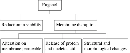Figure 7. Antibacterial activity and mechanism of action of eugenol 