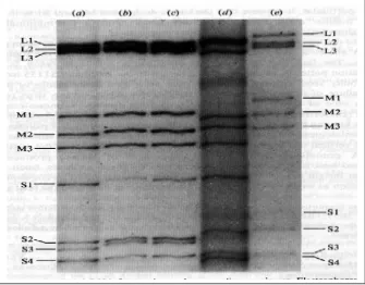 Gambar 1. (3H) Uridine-labelled dsRNA dari Avian Reovirus dan Mammalian Reovirus, elektroforesis dari atas ke bawah dalam 10% acrylamide gel