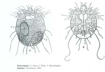 Gambar 1. Sarcoptes scabiei bunting membuat terowongan dan bertelur di kulit 