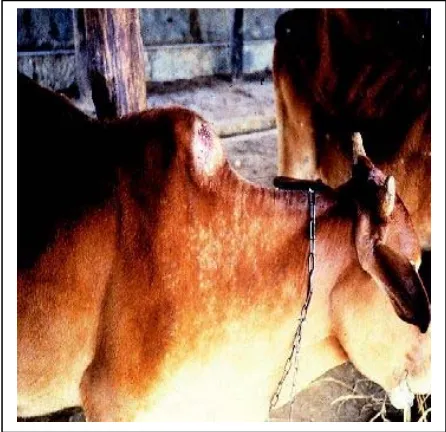 Gambar 1. Penebalan kulit akibat Kaskado di bagian punuk sapi yang mengalami rontok bulu 