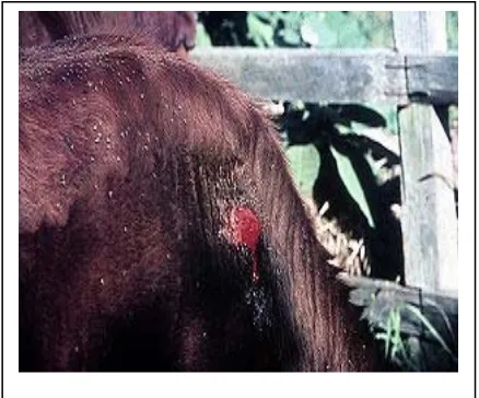 Gambar 2. Luka tertutup oleh keropeng kering pada tubuh sapi yang terserang penyakit Kaskado 