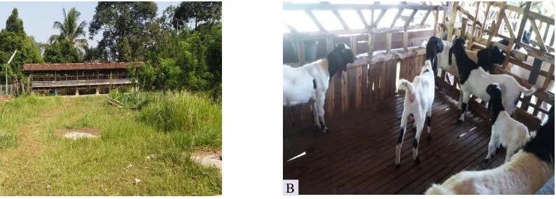 Gambar 2. Peternakan kambing organik; (A) Kandang dengan lahan pengembalaan; (B) Kondisi kambing organik di kandang 