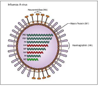 Gambar 1. Struktur gen virus Avian Influenza 