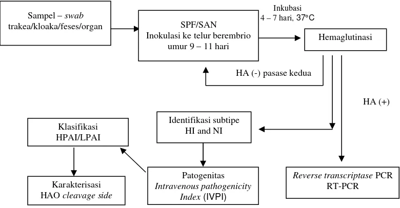 Gambar 2. Deteksi dan klasifikasi Avian Influenza (OIE edisi kelima, 2004) 