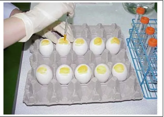 Gambar 6. Isolasi virus AI dari telur ayam bertunas SPF 
