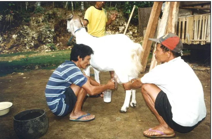 Gambar 3. Pemerahan susu kambing PE di tingkat petani 