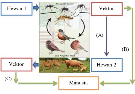 Gambar 1. Penularan penyakit zoonotik virus Arbo melalui vektor potensial 