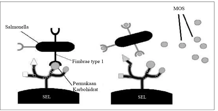 Gambar 1. Mekanisme anti-infeksi MOS pada fimbriae Salmonella