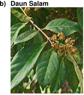 Gambar 6.9: Daun Salam 