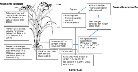 Gambar 1. Proses keracunan besi pada tanaman padi, gejala, faktor luar, dan mekanisme toleransinya.