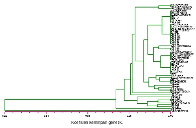 Gambar 3.  Dendrogram 55 galur/varietas gandum berdasarkan UPGMA menggunakan 13 primer SSR.