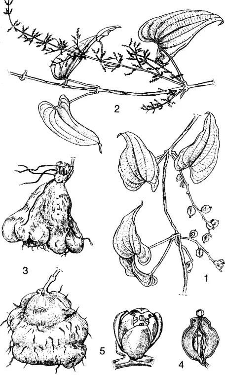 Gambar 1. Bagian tanaman uwi (D. alata).