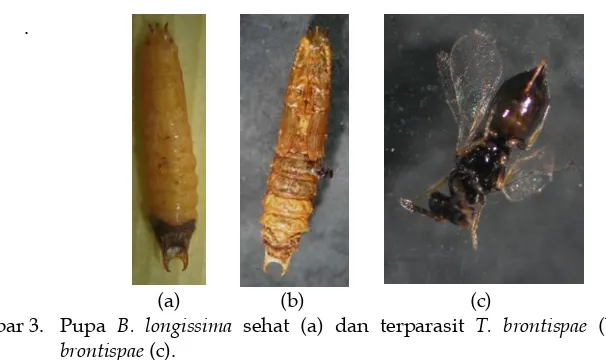 Gambar 3. Pupa B. longissima sehat (a) dan terparasit T. brontispae (b), Imago T.  