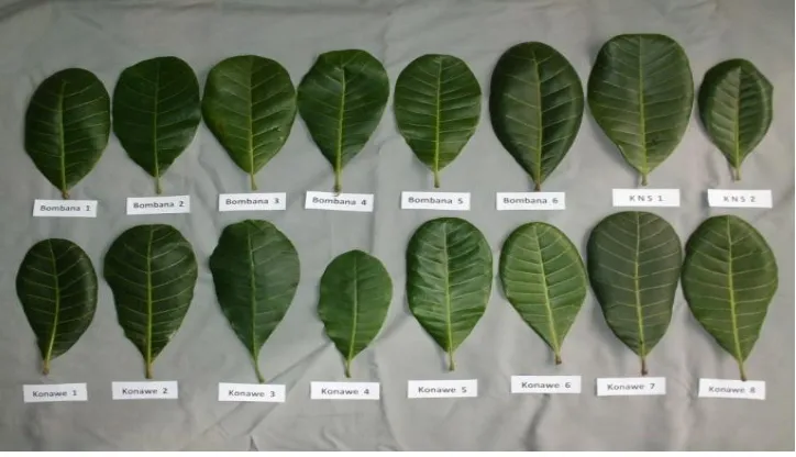 Gambar 1. Penampilan daun dari 16 aksesi jambu mete di KP. Cikampek. Figure 1.    Leaf appearances of 16 accessions of cashew at Cikampek Experimental Station.