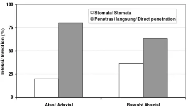 Gambar 2. Infeksi yang terjadi melalui stomata Figure 2.dan langsung menembus epidermis daun pada permukaan atas dan bawah  Infection through stomata and direct epidermal penetration on both adaxial and abaxial leaf surfaces  