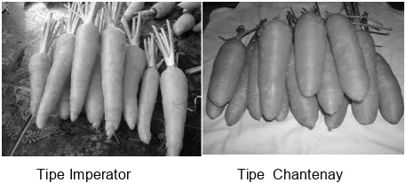 Gambar 1.  Dua Tipe wortel bahan baku bubuk instantFigure 1.  Two type of carrots as row material to produceinstant  powder