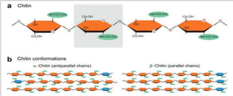 Gambar 1. Struktur kimia dari kitin. Kotak abu-abu menunjukkan satu subunit N-acetlyglucosamine dari rantai kitin
