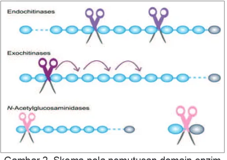 Gambar 2. Skema pola pemutusan domain enzim kitinolitik. Subunit dari rantai kitin diperlihatkan dengan warna biru terang dan ujung gula pereduksi dengan warna abu-abu