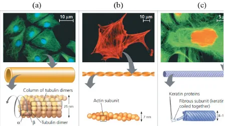 Gambar 8. Macam-macam sitoskeleton (a) Mikrotubulus, (b) Mikroflamen, (c) Filamen intermedia(Campbell, 2017).