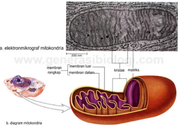Gambar 9. Struktur mitokondria