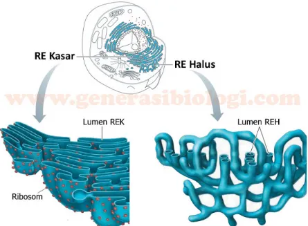 Gambar 2. Struktur retikulum endoplasma dengan bentuk lamela/sisterna (kiri) dan tubulus (kanan).