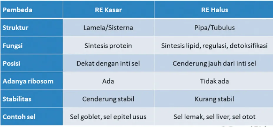 Tabel 1. Perbedaan REK dan REH.