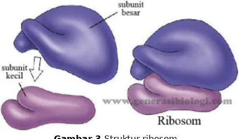 Gambar 3. Struktur ribosom