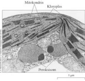 Gambar 5. Struktur peroksisom.