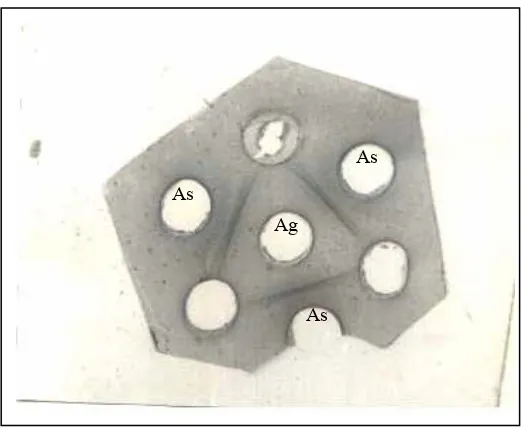 Gambar 1. Uji Imunodifusi Agar/Agar Gel Precipitation (AGP) dari antiserum kelinci (lubang pinggir) dan antigen (lubang tengah)
